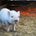 Livestock & Poultry Farms
